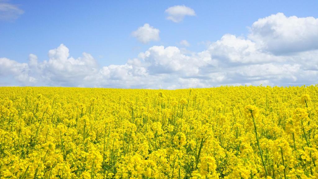 Vientos de polen. Foto: Pixabay