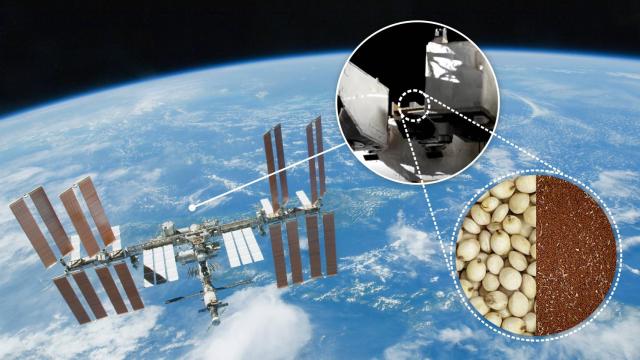 Recreación de las semillas en el espacio.