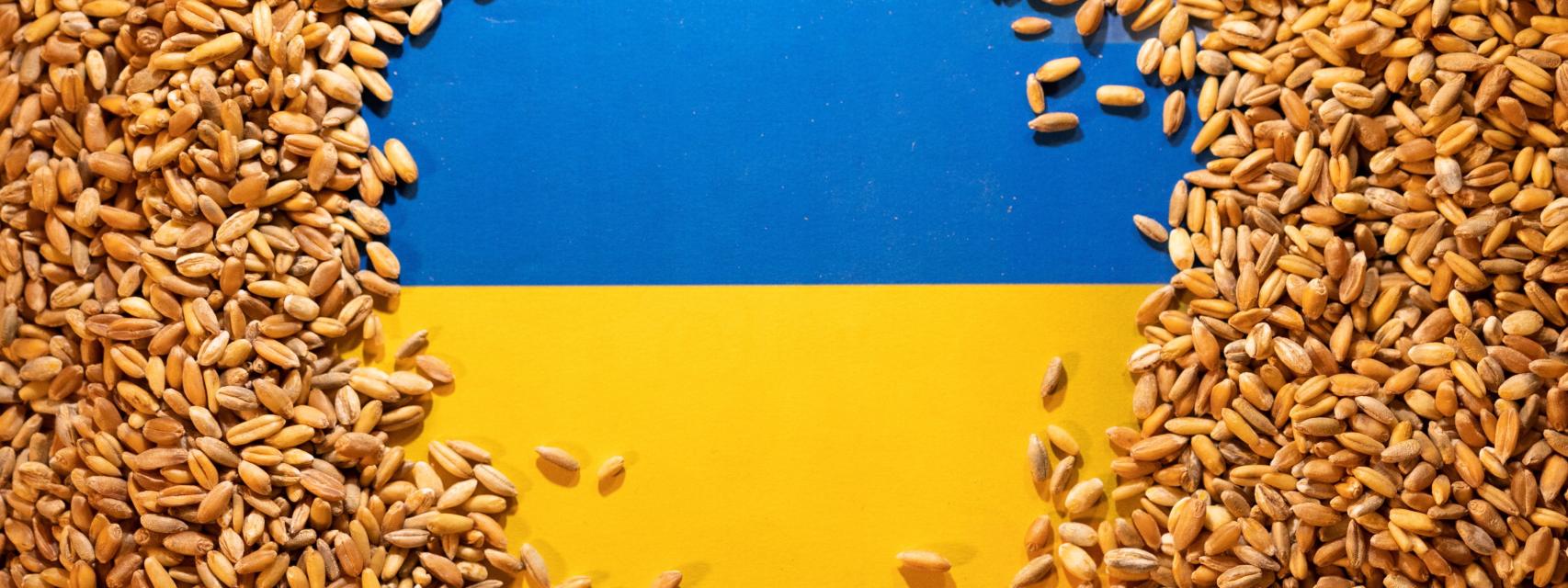 La bandera de Ucrania rodeada de granos de cereal.