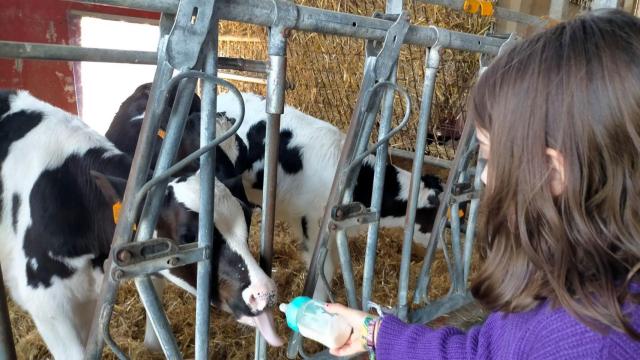 Una niña dando el biberón a uno de los terneros de la casa Grande de Xanceda