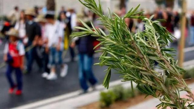 La Romería de la Santa Faz.