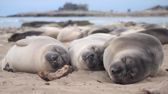 Elefantes marinos duermen en la playa del Parque Estatal de California (EEUU) Año Nuevo.