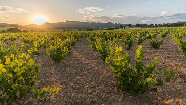 Jumilla celebra su XIX Certamen de Calidad con los mejores vinos de su historia