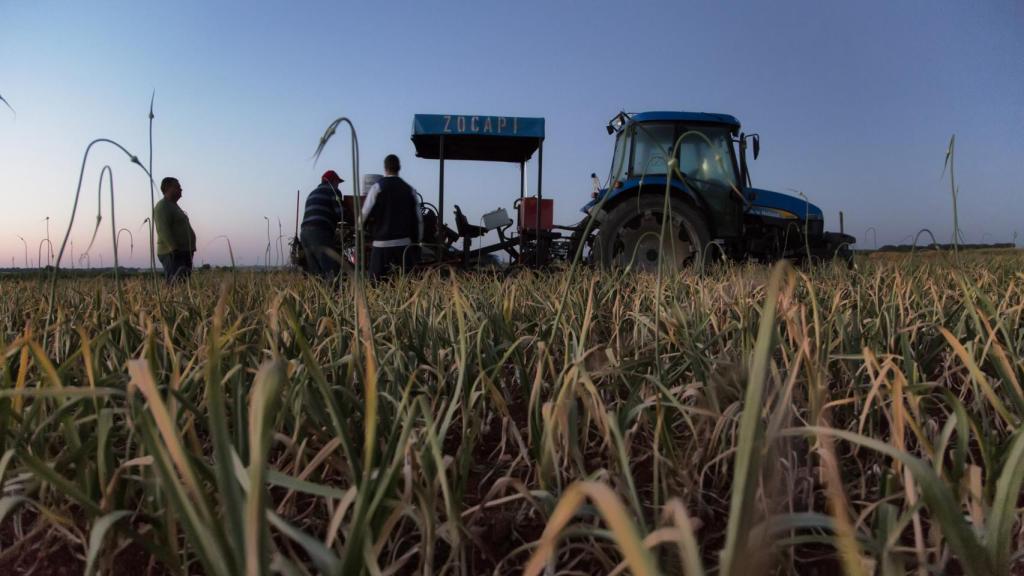Campo cultivado con ajos.