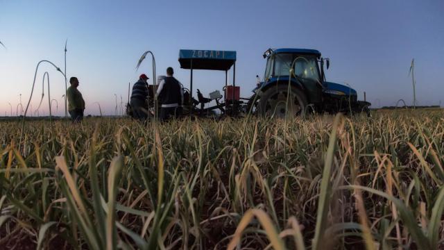 Campo cultivado con ajos.