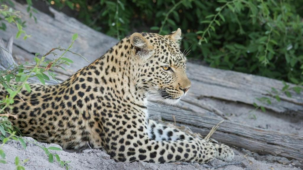 Leopardo.