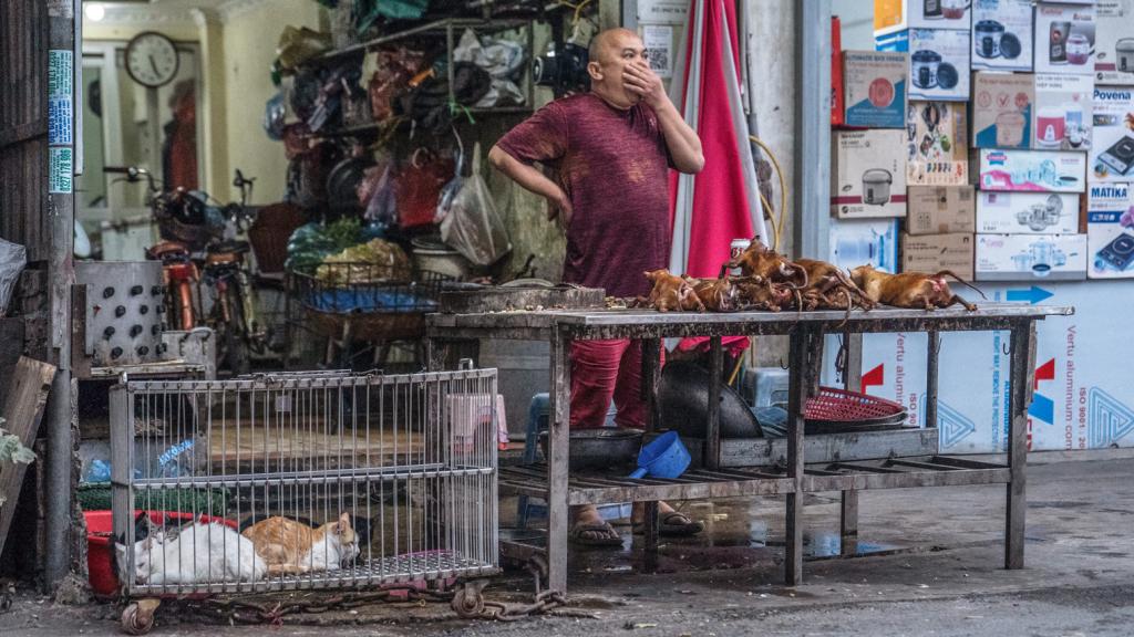 Gatos vivos aguardan a ser sacrificados junto a felinos asados en un puesto callejero vietnamita.