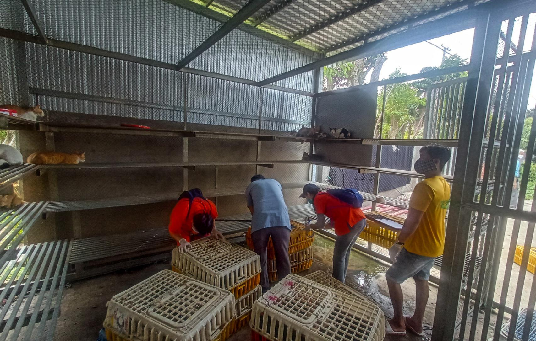 Activistas de Soi Dog rescatan 197 gatos condenados a muerte en Dong Thap.