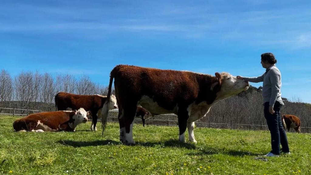 Miguel Crespo, el dueño de La Carnaza, con sus vacas.
