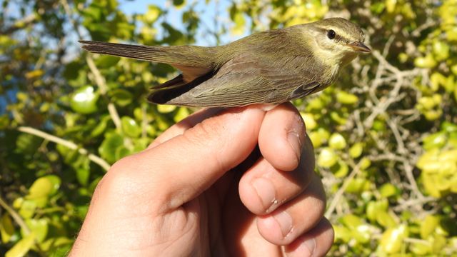 Una de las aves que anillan en el parque La Marjal de Alicante.