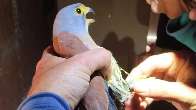 Cernícalo Primilla de Bargas (Toledo).