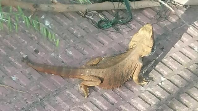 Animal exótico visto en Illescas (Toledo).