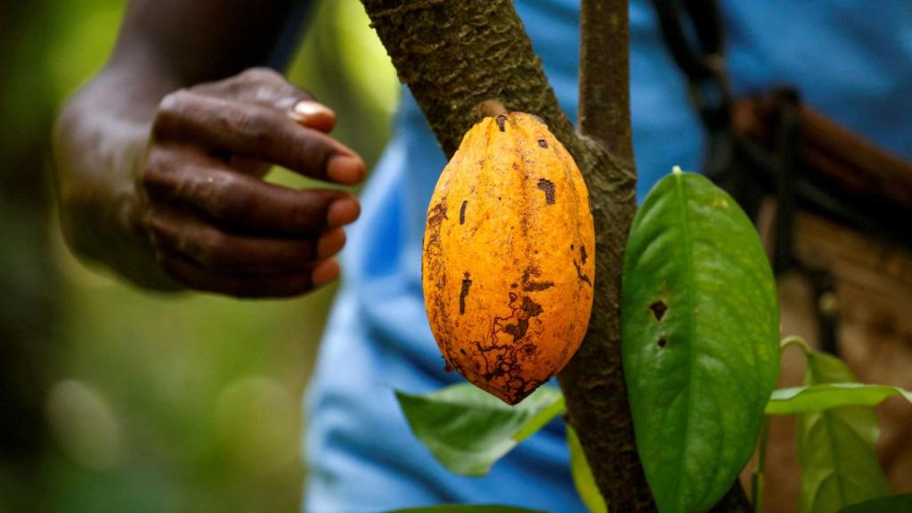 Un agricultor cosecha cacao en una plantación de Alépé (Costa de Marfil).