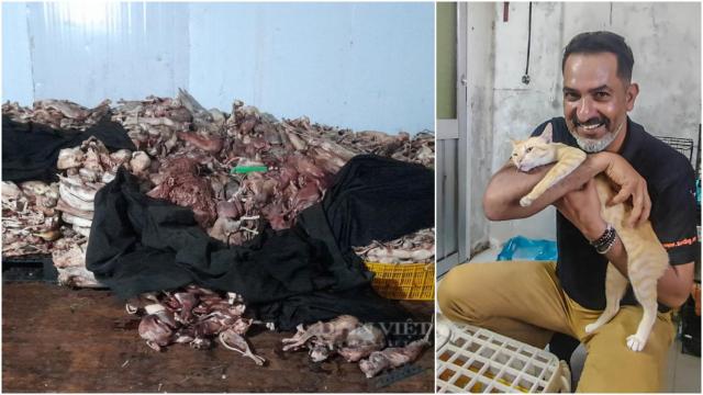 Toneladas de gatos congelados hallados en un matadero vietnamita el mes pasado y, Rahul Sehgal, el indio que ha podido salvar a cientos.