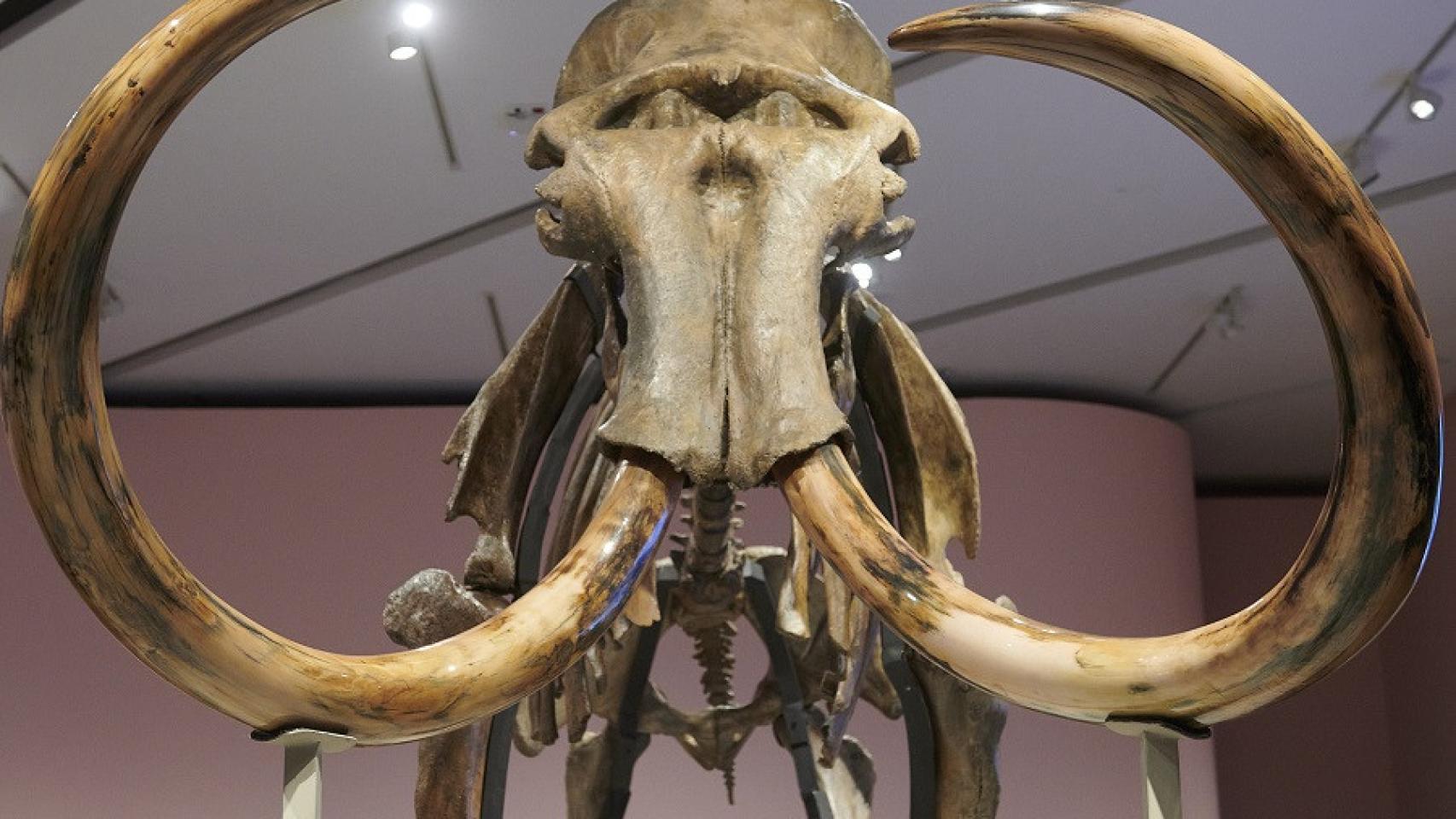 Vista frontal del esqueleto del mamut siberiano que puede contemplarse en CaixaForum Madrid