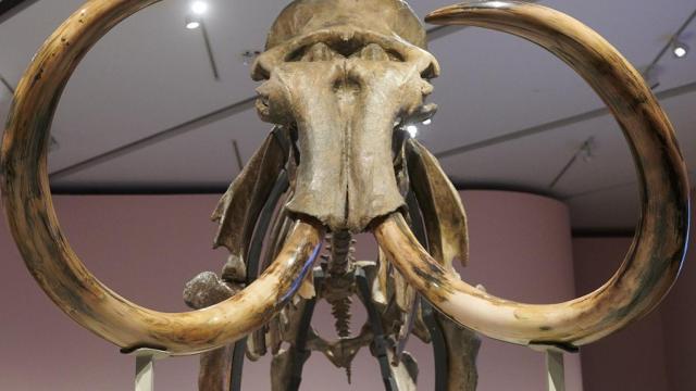 Vista frontal del esqueleto del mamut siberiano que puede contemplarse en CaixaForum Madrid