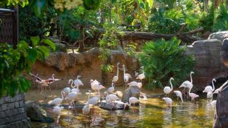 Cortejo de los flamencos en Bioparc Fuengirola.