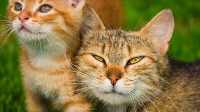 Nueva Zelanda, en el ojo del huracán: pagan hasta 140 euros a menores de 14 años por matar gatos