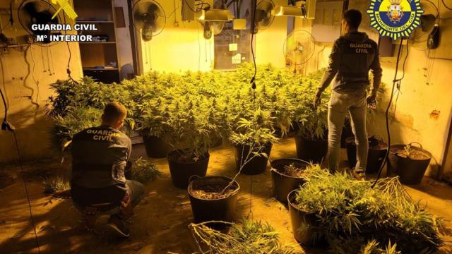 Agentes de la Guardia Civil dentro de una nave con la marihuana.