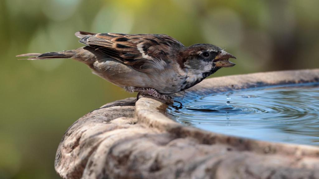 Imagen de archivo de un gorrión bebiendo agua de una fuente.