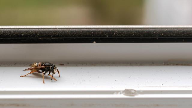 Imagen de archivo de una abeja junto a una ventana.