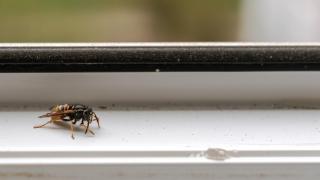 Imagen de archivo de una abeja junto a una ventana.
