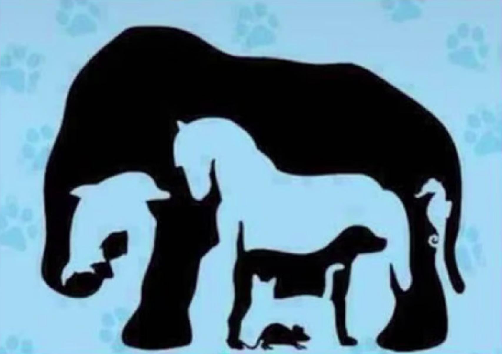 ¿Cuántos animales ves en esta imagen?