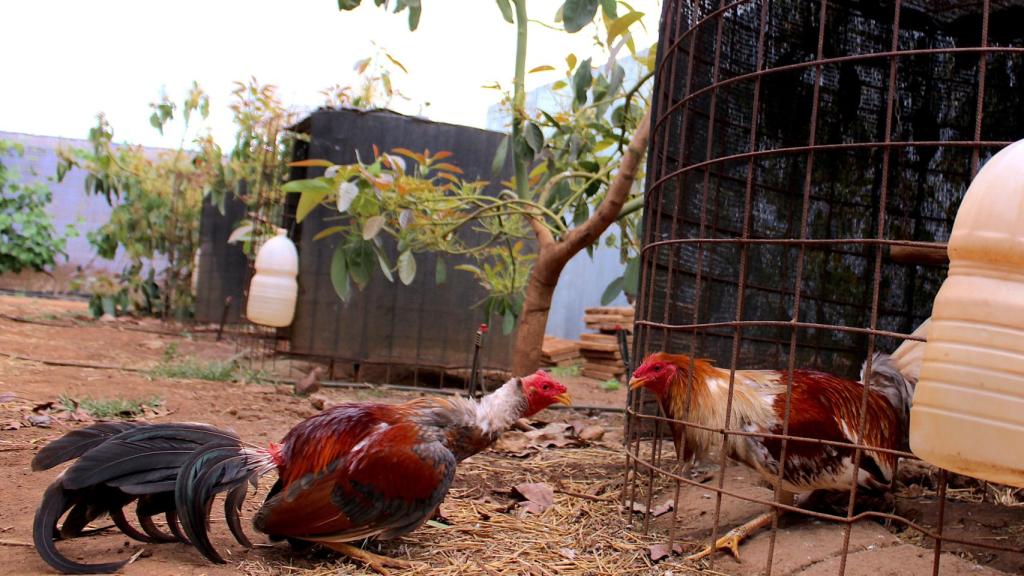 Un gallo en libertad reta a otro gallo enjaulado.