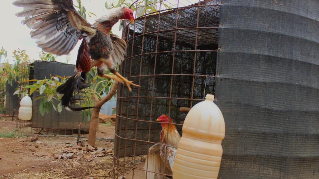 Los gallos se enfrentan al minuto de andar uno de ellos suelto.