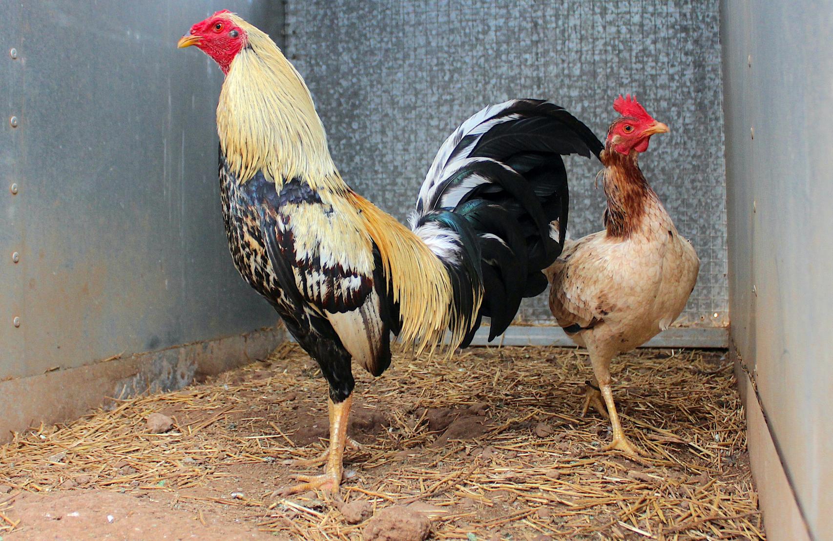 Gallo y gallinas reproductores.
