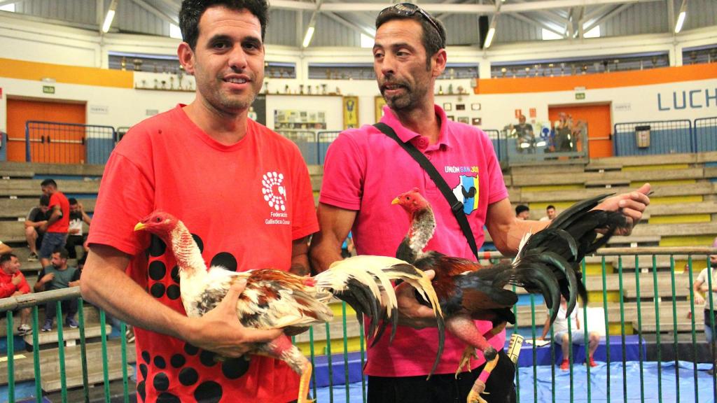 Los gallos sujetados por los soltadores antes de comenzar la riña.