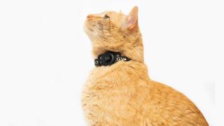 Tile para Gatos es un collar barato con el que ubicar rápidamente a tu mascota con la voz