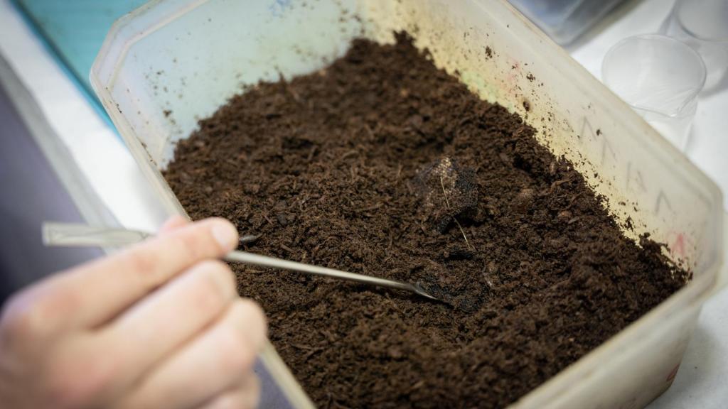 Imagen de las muestras en el compost.