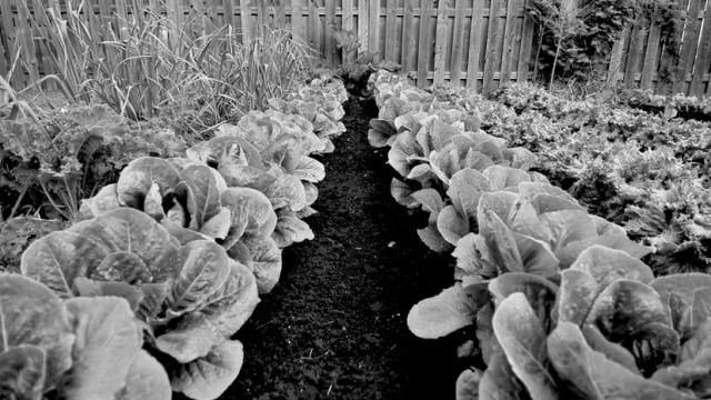 ¿Hay que temer a los fondos de inversión en el sector alimenticio? Spoiler: no.