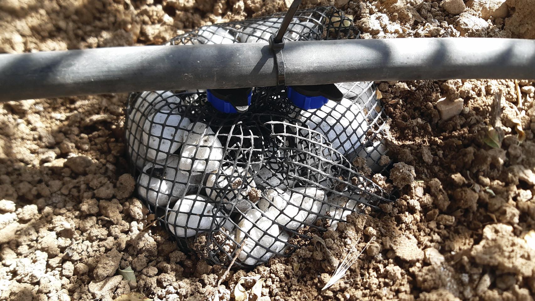 El infiltrador se encuentra enterrado en el terreno que rodea al cultivo.