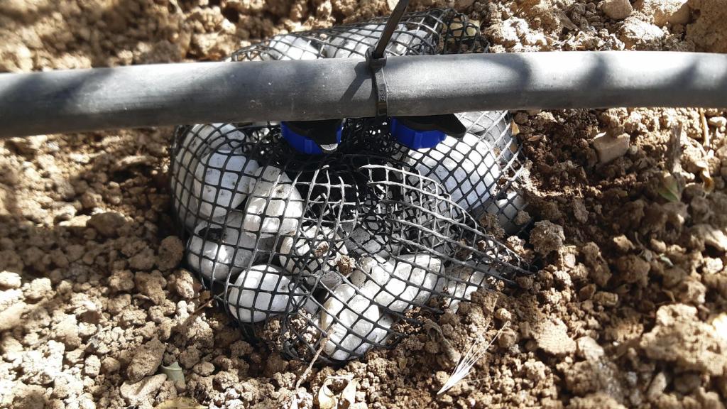 El infiltrador se encuentra enterrado en el terreno que rodea al cultivo.
