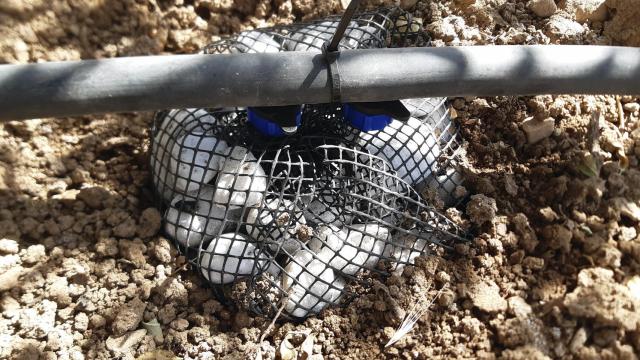 El infiltrador se encuentra enterrado en el terreno que rodea al cultivo.