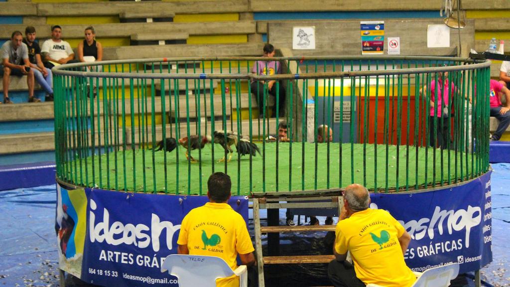 Una de las imágenes de las peleas de gallos.