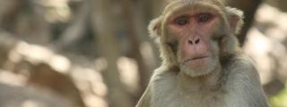 Macaco rhesus, una de las especies estudiada por el proyecto Zoonomia. Noah Snyder.