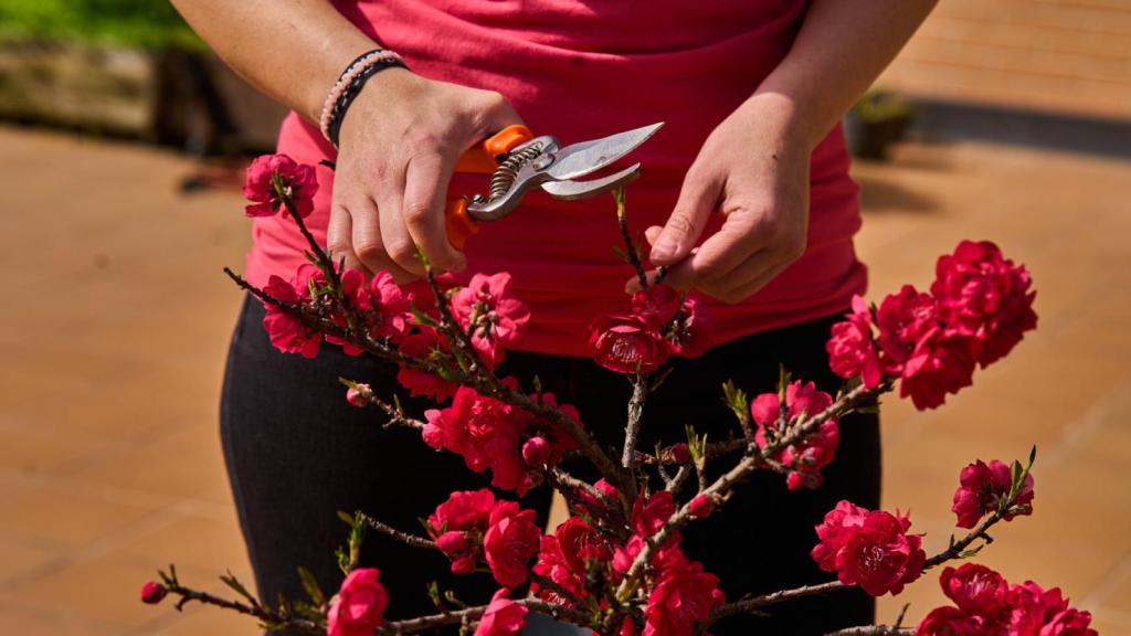 Las herramientas que no pueden faltar en tu jardín.