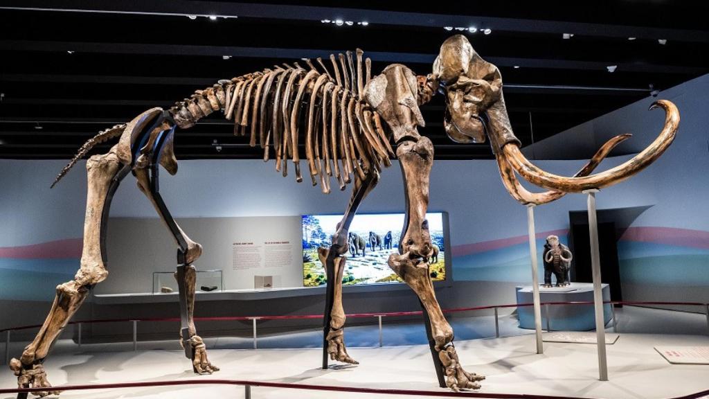 Vista lateral del fósil de mamut siberiano, pieza principal de la exposición. © Fundación ”la Caixa”