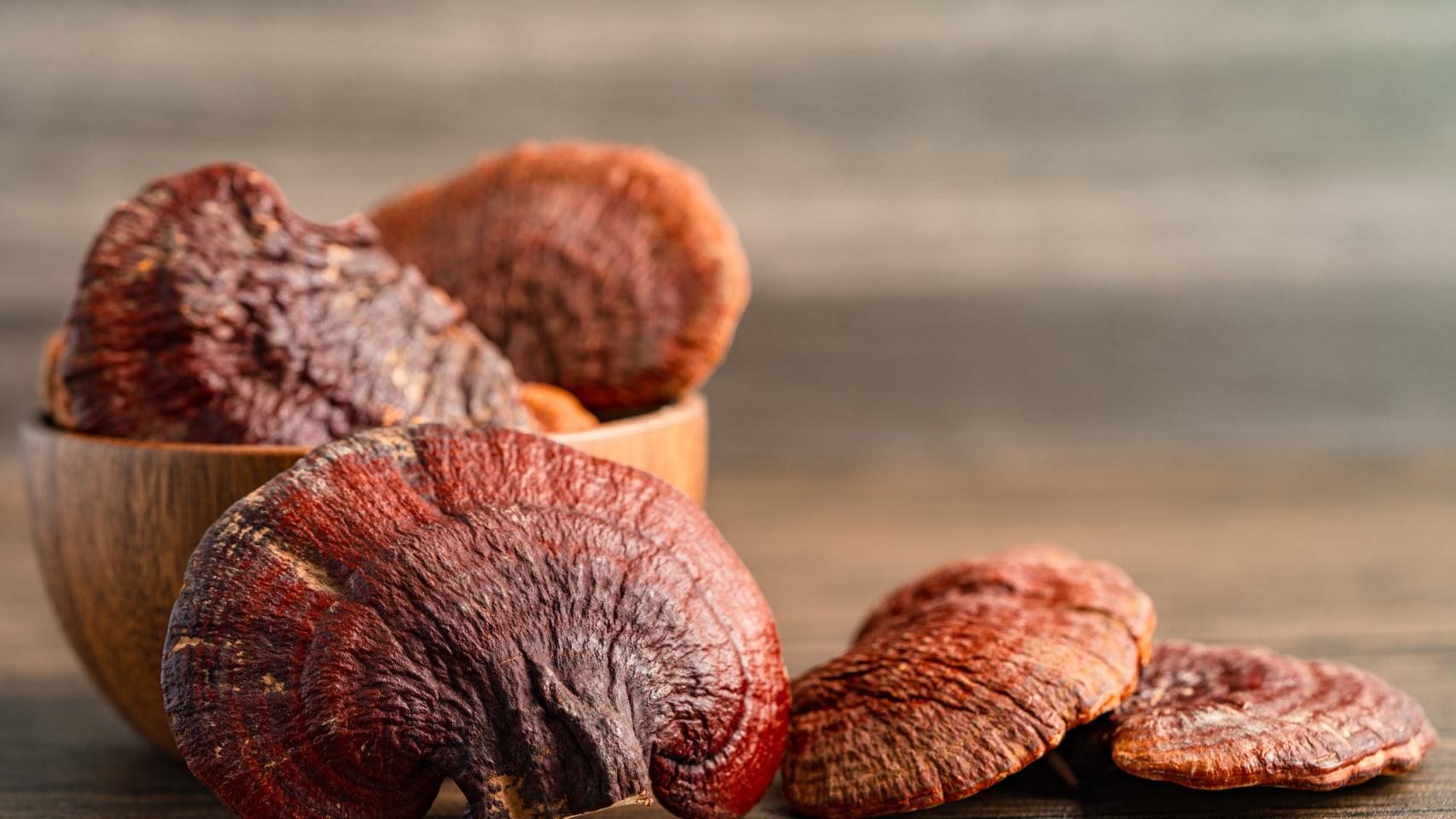 Hongo reishi.