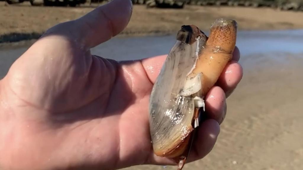 El geoduck en las manos del chef Joao