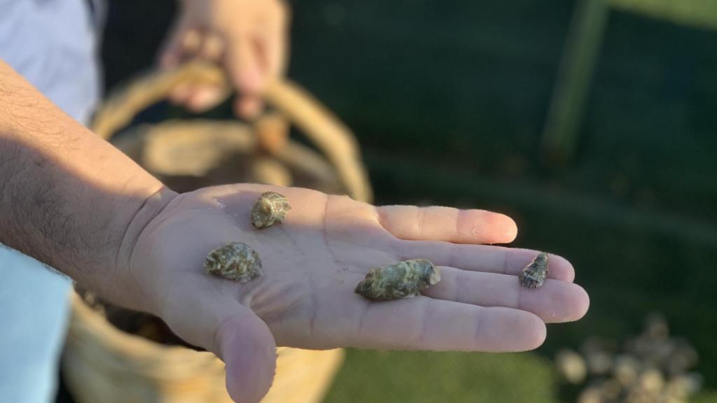 Ostras en su estado inicial de crecimiento