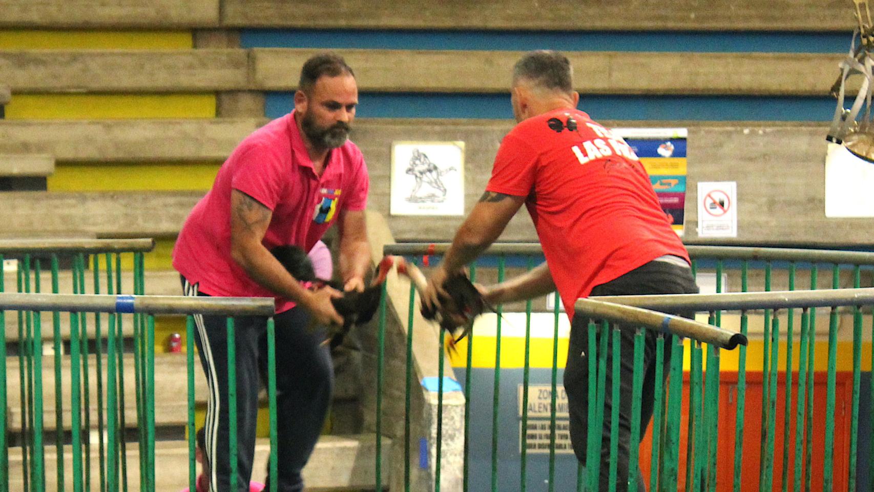 Una de las imágenes de las peleas de gallos.
