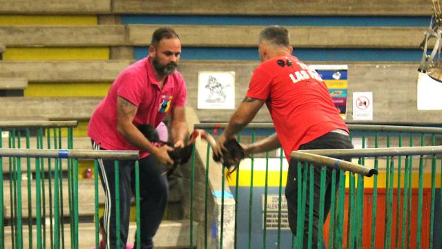 Una de las imágenes de las peleas de gallos.