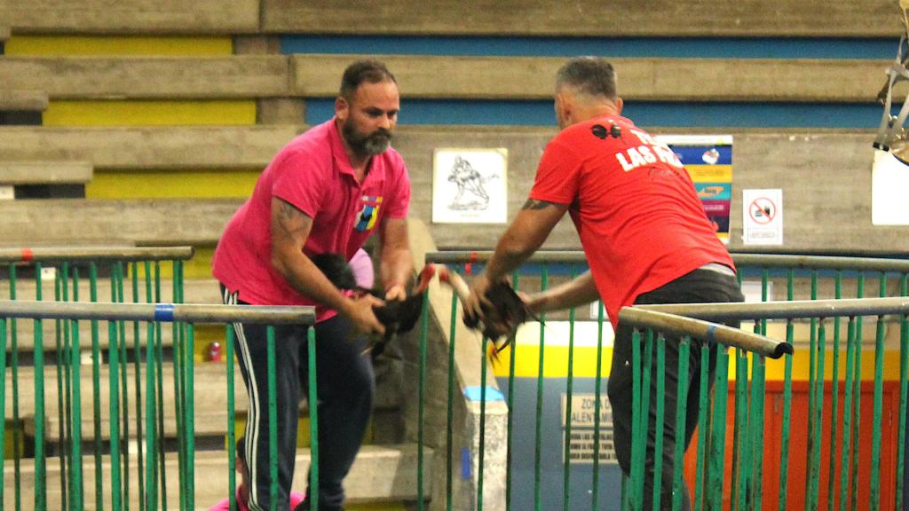 Una de las imágenes de las peleas de gallos.
