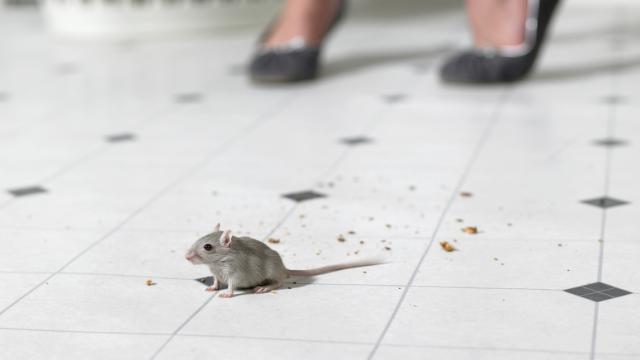 Mujer asustada detrás de un ratón.