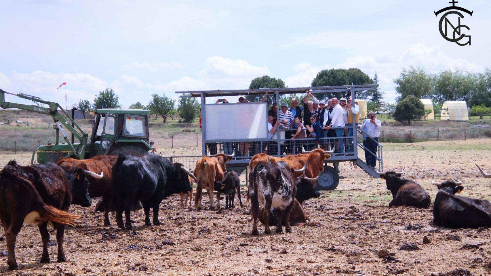 De jornada campero-taurina-gastro con vascos, madrileños y tordesillanos