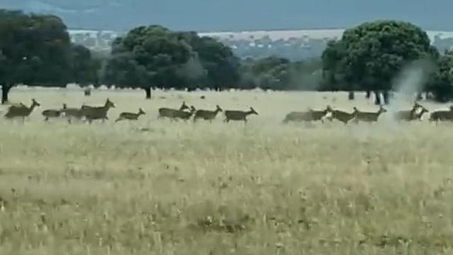 Video Manada Cabañeros
